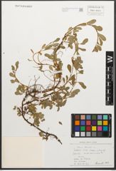 Foto von Salix retusa L.